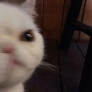 超级可爱猫猫头像，猫咪头像大全