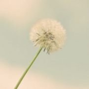 图片头像唯美风景蒲公英，蒲公英唯美意境图片