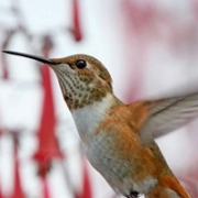 蜂鸟头像图片，蜂鸟图片唯美