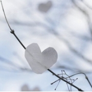 静物简约浪漫头像图片唯美，清新图片简约唯美头像