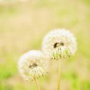 唯美小清新微信头像花，微信头像简约干净