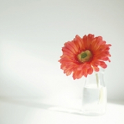 简约干净唯美微信头像，头像简约清新唯美图片