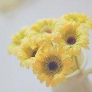 简单小清新花头像图片，漂亮好看的花朵头像