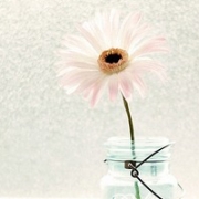 微信头像唯美清新静物图片，静物头像干净简单