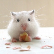 微信小仓鼠头像，小仓鼠头像超萌