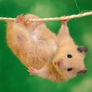 qq头像老鼠可爱图片，超可爱小老鼠头像图片