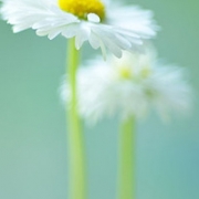 唯美头像小清新花朵2026，好看的头像图片小清新