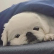 可爱治愈动物头像，适合做头像的萌宠图片