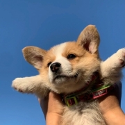 可爱的狗头像图片，动物头像可爱