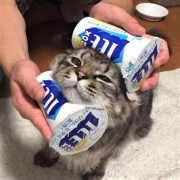 2026超可爱的小猫头像，超可爱猫头像