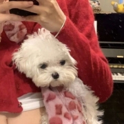 2026新年头像女头，过年头像图片大全