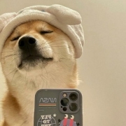 狗拿手机自拍的头像，2026最火爆动物狗子自拍的