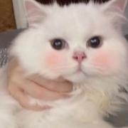 微信头像可爱的小动物，可爱萌小动物头像