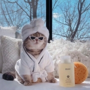 微信头像猫咪超酷，猫咪酷酷的头像图片