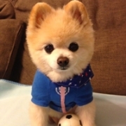 2026微信头像宠物狗，小狗图片头像