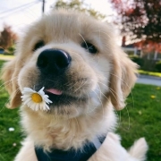 小狗头像可爱，可爱动物头像图片